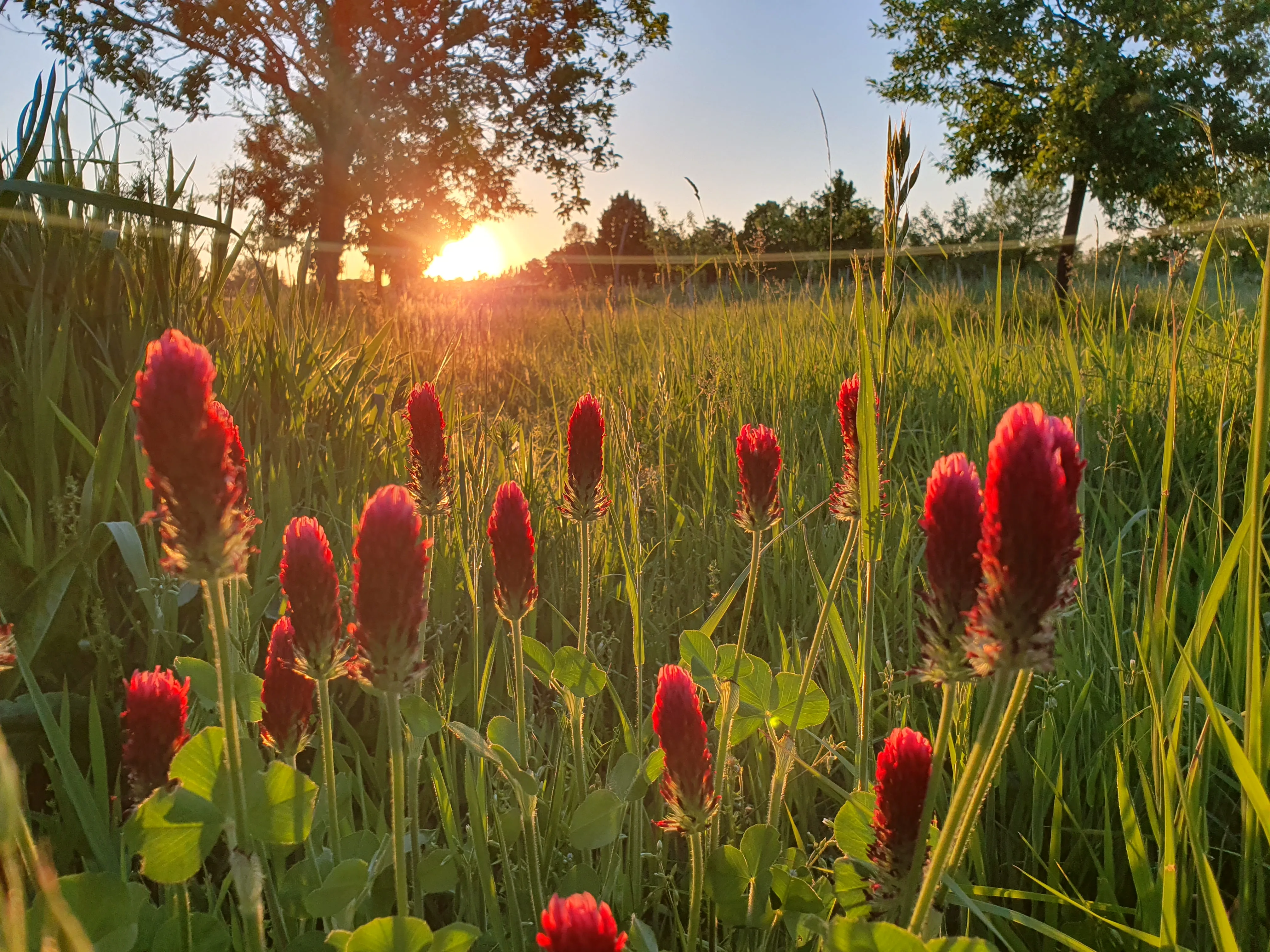 Morgenstimmung auf der Obstwiese