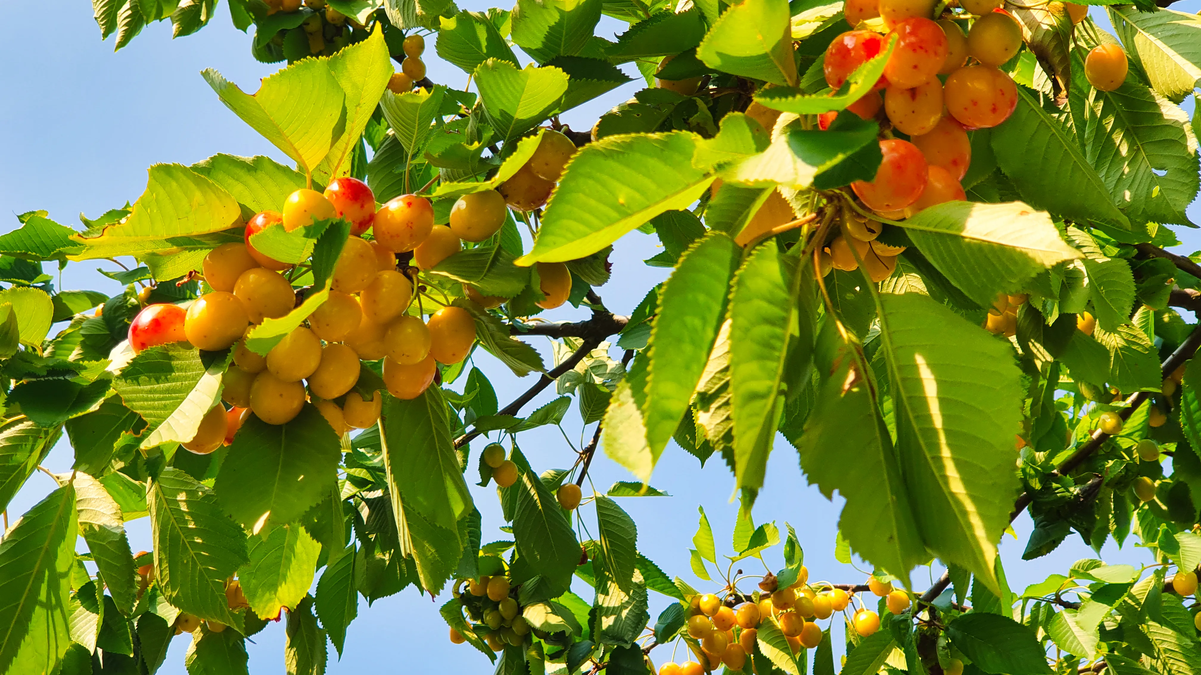 Frische Mirabellen am Baum