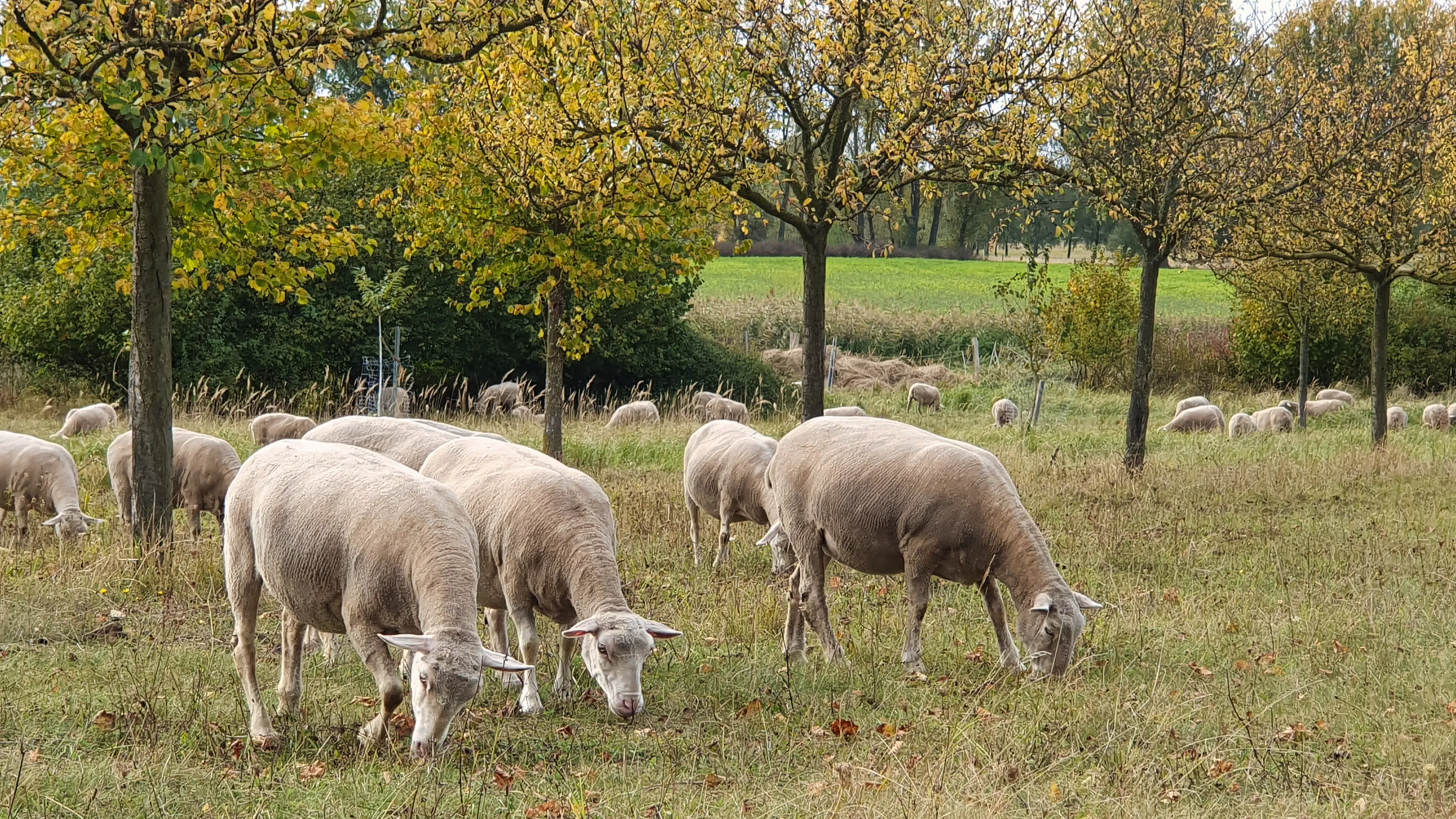 Merinoschafe weiden auf der Obstwiese