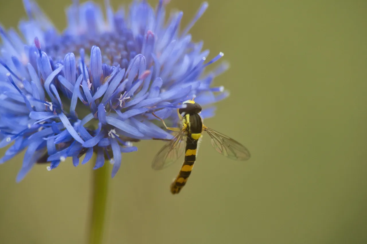 Berg-Sandglöckchen (Campanula rotundifolia) mit Schwebfliege – Wildblumen auf der Mähwiese als Nahrungsquelle für Insekten.