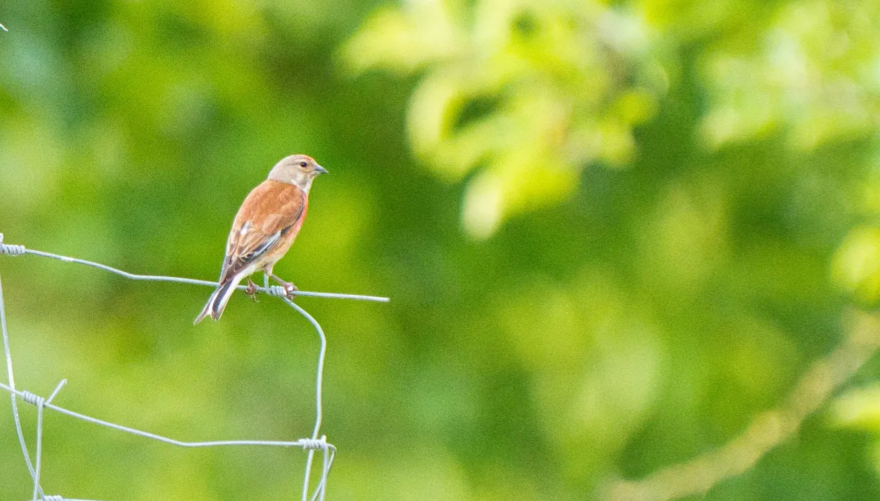 Bluthänfling (Linaria cannabina) – der Männchen leuchtet im Frühsommer rot, charakteristisch für offene Kulturlandschaften.