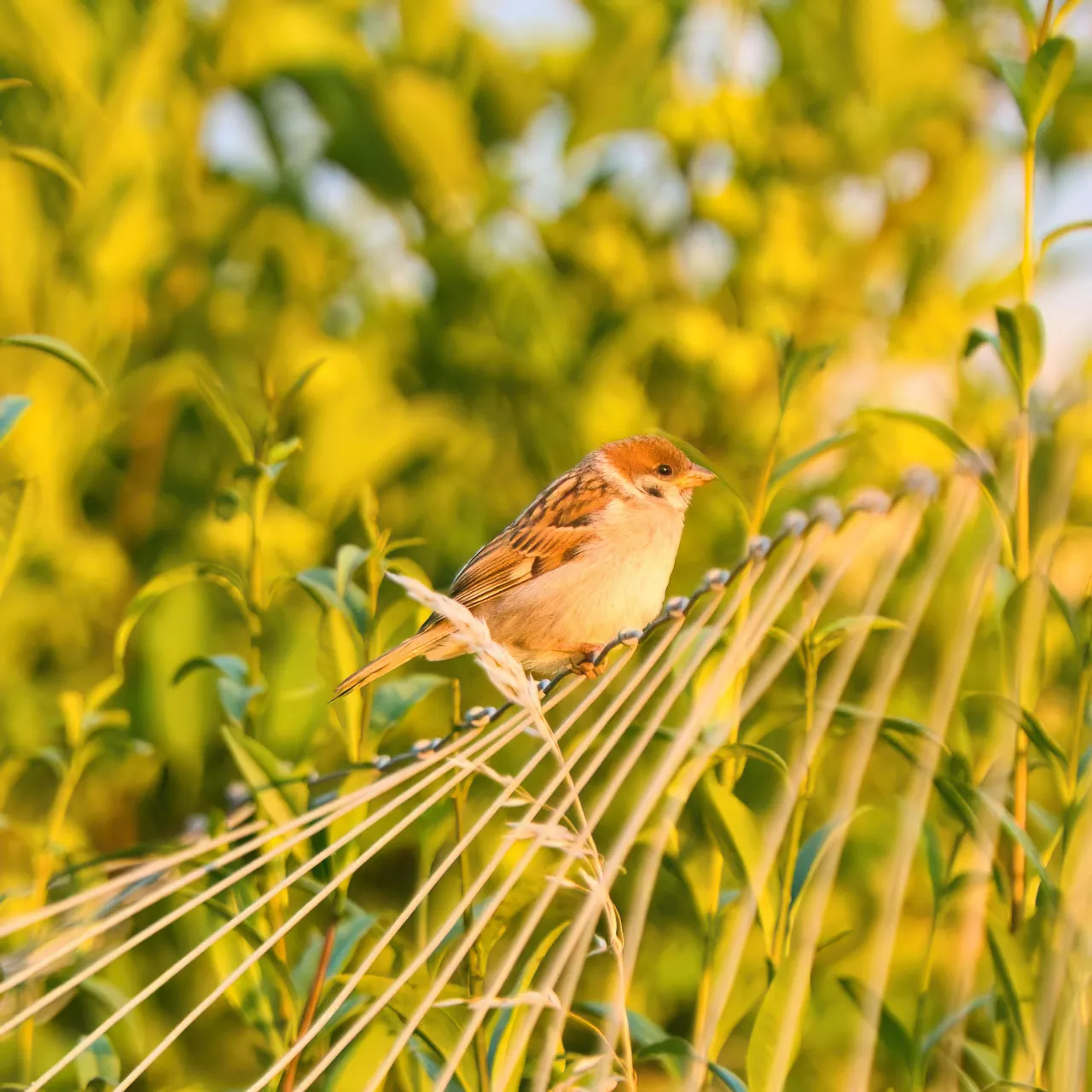 Feldsperling (Passer montanus) – typischer Bewohner alter Streuobstwiesen, nistend in Höhlen morscher Apfelbäume.