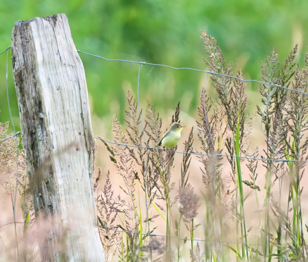 Gelbspötter (Hippolais icterina) – ein lebhafter Sänger, der seinen Gesang in den Wipfeln der alten Obstbäume entfaltet.