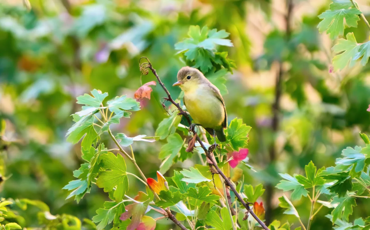 Gelbspötter (Hippolais icterina) – auf der Durchreise Richtung Afrika rastend in der Heckenlandschaft.