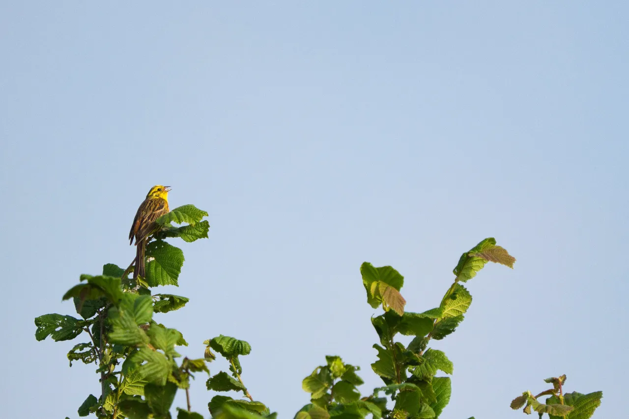 Goldammer (Emberiza citrinella) – singt von exponierten Singwarten sein melodisches 'Wie, wie, wie hab ich dich lieb'.