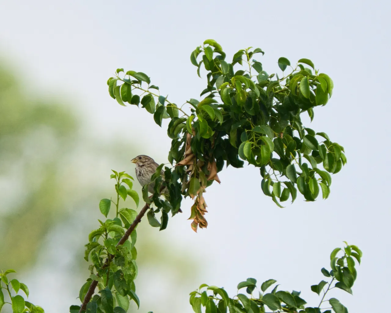 Grauammer (Emberiza calandra) – Indikatorart für strukturreiche Agrarlandschaft, ihr Bestand ist stark zurückgegangen.