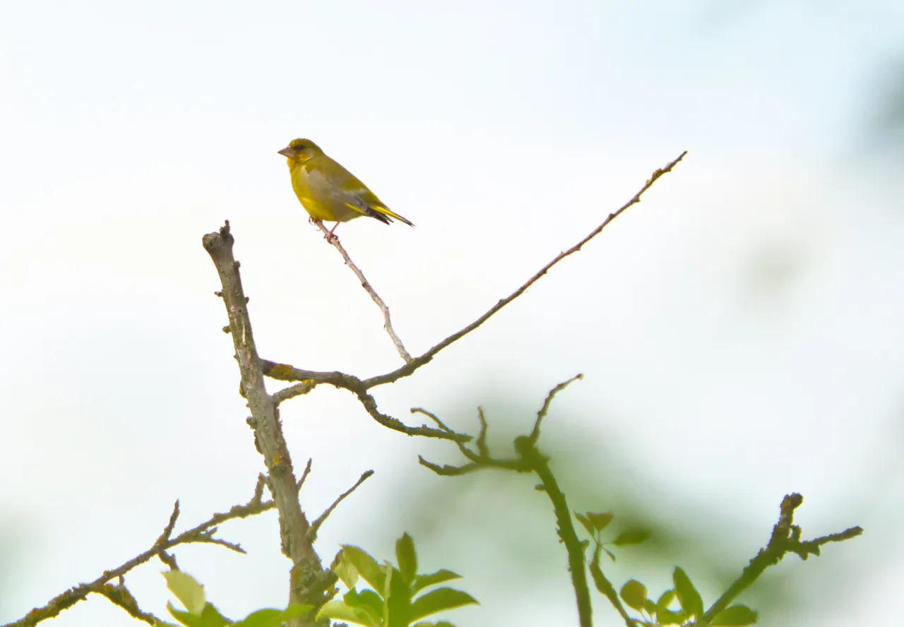 Grünfink (Chloris chloris) – mit seinem kräftigen Schnabel spezialisiert auf hartschalige Samen und Kernobst.
