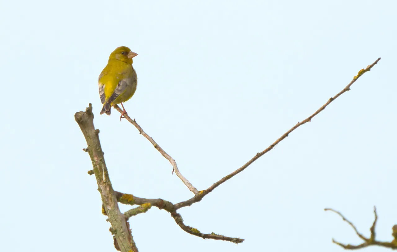 Grünfink (Chloris chloris) – das Männchen leuchtet olivgelb zwischen den Blüten der Streuobstwiese.