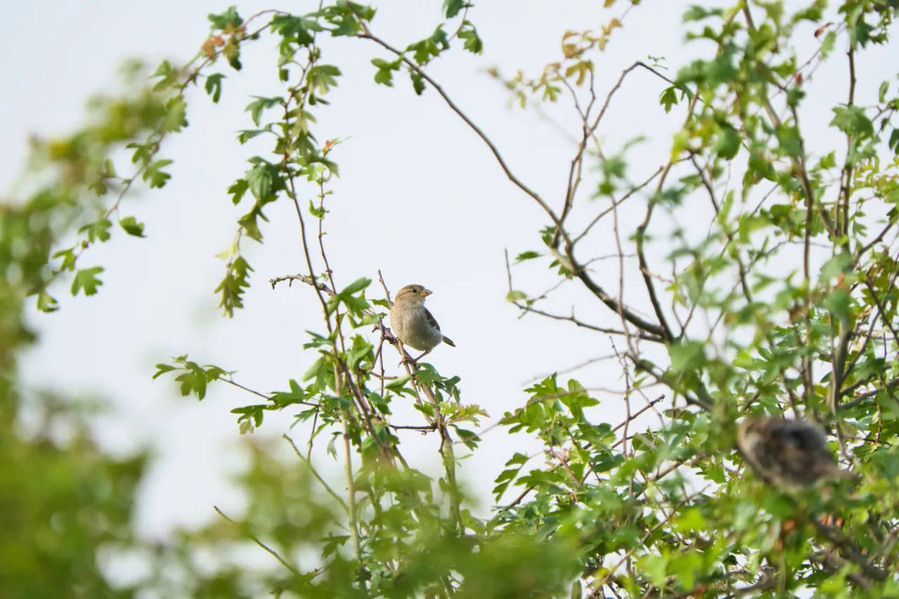 Haussperling (Passer domesticus) – trotz Rückgang noch häufig in Dörfern mit altem Baumbestand und Stallgebäuden.