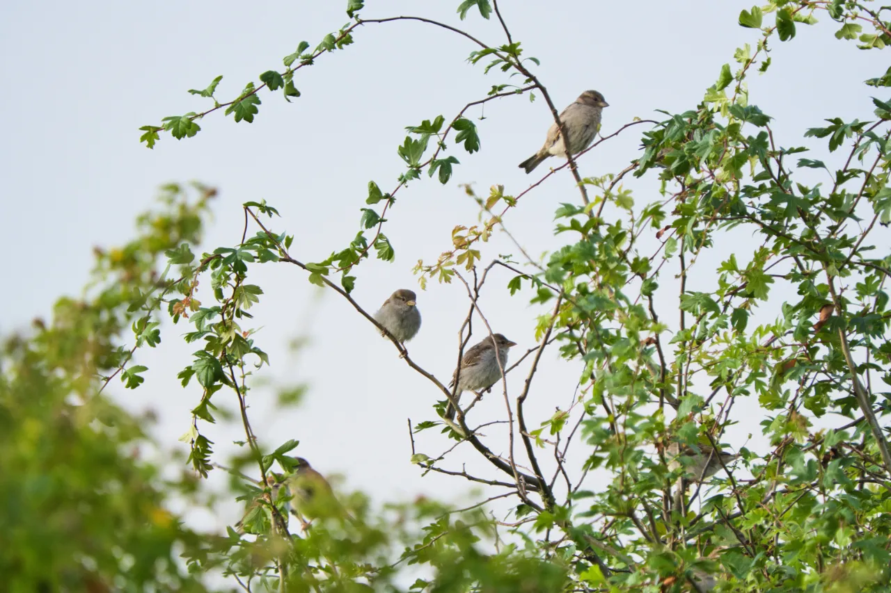 Haussperling (Passer domesticus) – gesellige Art, die in Kolonien brütet und auf Insektenreichtum angewiesen ist.