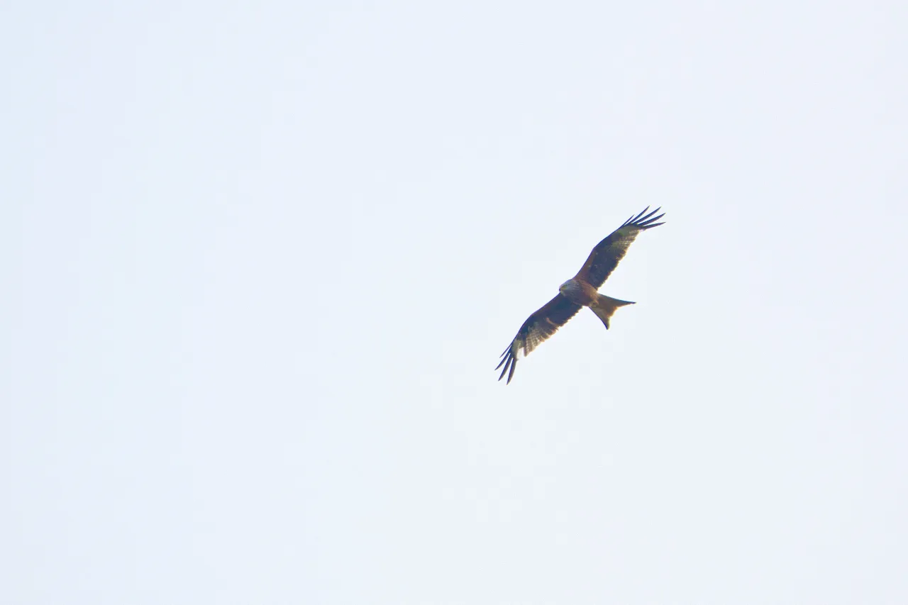 Rotmilan (Milvus milvus) – majestätischer Greifvogel, der im Thermik kreist und Mäuse sowie Aas aufspürt.