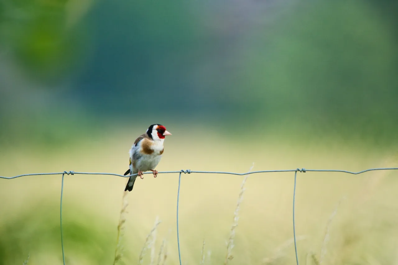 Stieglitz (Carduelis carduelis) – mit seinem roten Gesichtsfleck und goldgelbem Flügelband einer der schönsten Finken.