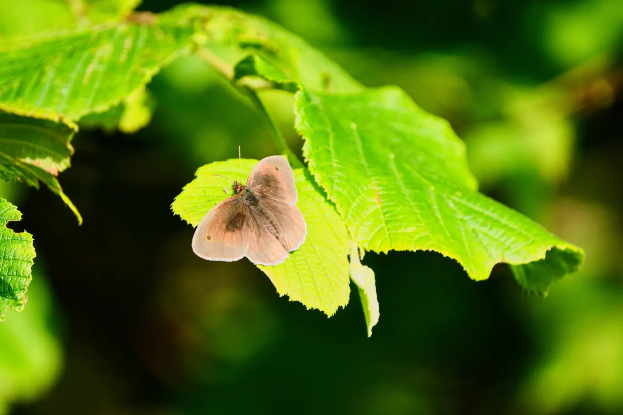 Großes Ochsenauge (Maniola jurtina) – häufiger Wiesenschmetterling, abhängig von ungespritze Gräser und Kräuter.