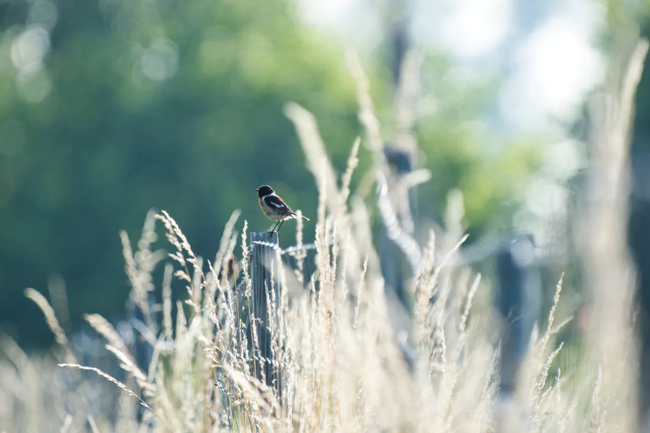 Schwarzkehlchen (Saxicola rubicola) – das Männchen wartet von erhöhter Singwarte auf Insekten im Grünland.
