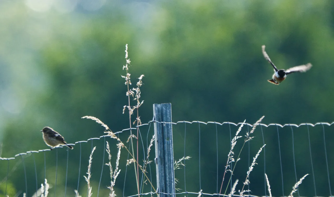 Schwarzkehlchen (Saxicola rubicola) – Nahaufnahme des schwarz-weißen Kopfmusters, das ihm seinen Namen gab.