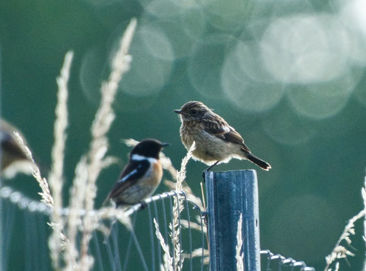 Schwarzkehlchen (Saxicola rubicola) – Weibchen im Landeanflug auf eine Sitzwarte am Rand einer blütenreichen Wiese.