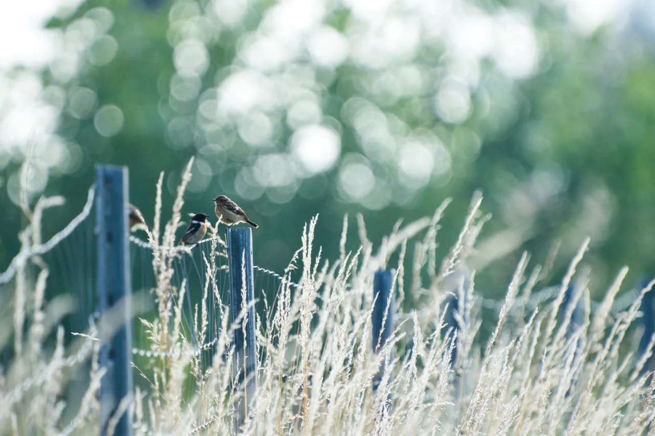 Schwarzkehlchen (Saxicola rubicola) – Jungvogel im Gefieder des ersten Jahres, noch ohne das volle Farbkleid.